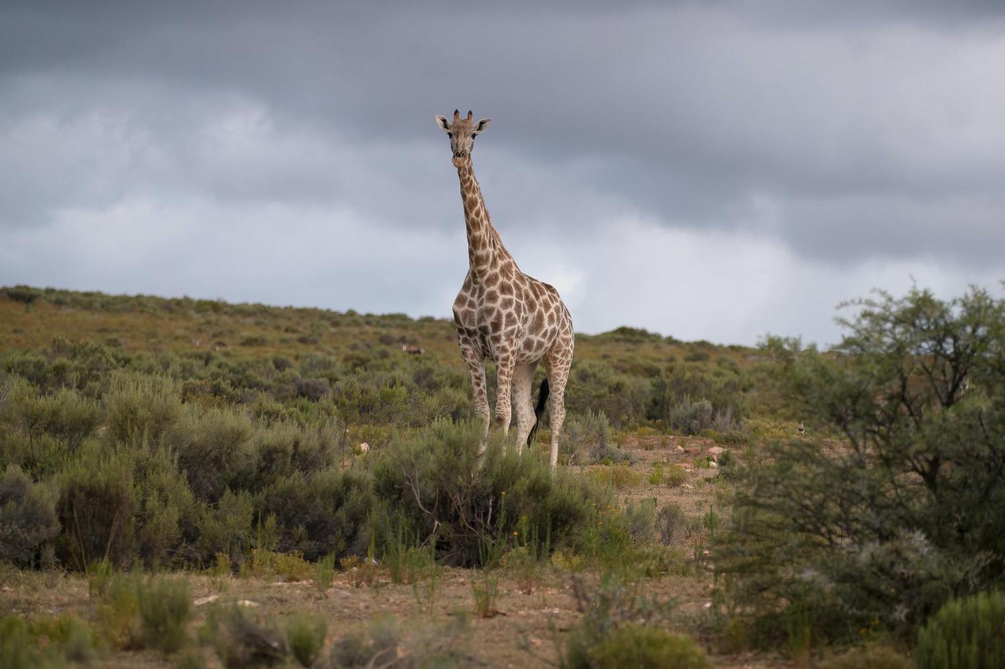 Swartberg Private Game Lodge Oudtshoorn Kültér fotó